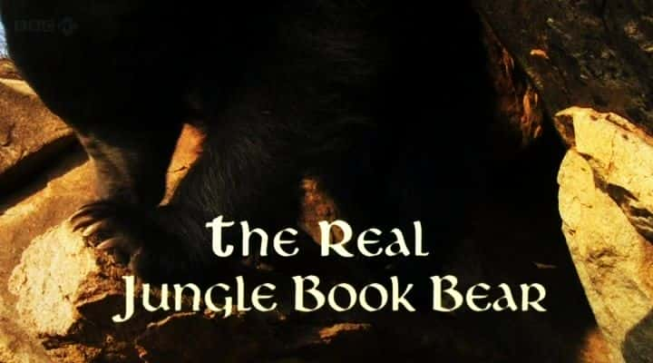 ¼ƬĴ֮/The Real Jungle Book Bear-Ļ