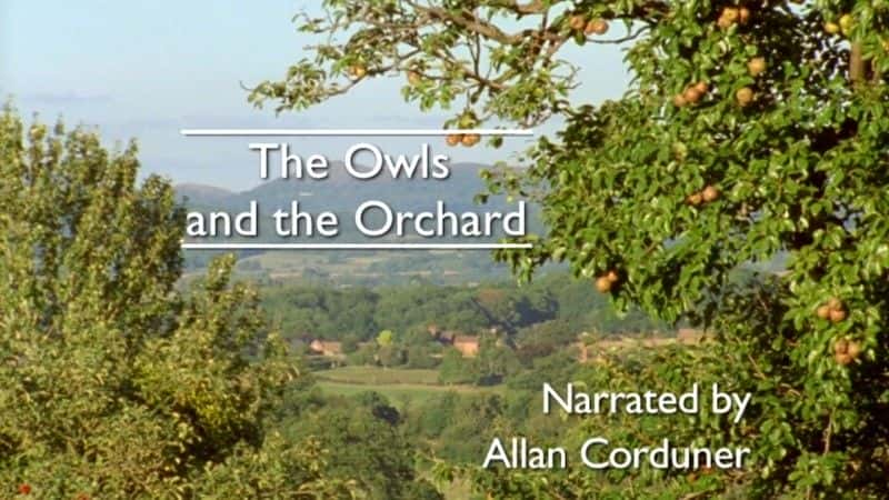 ¼Ƭèͷӥ͹԰/The Owls and the Orchard-Ļ