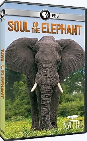 ¼Ƭ/Soul of the Elephant-Ļ