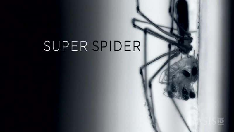 ¼Ƭ֩/Super Spider-Ļ