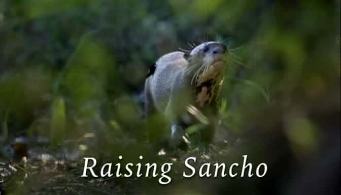 ¼Ƭɣ/Raising Sancho-Ļ