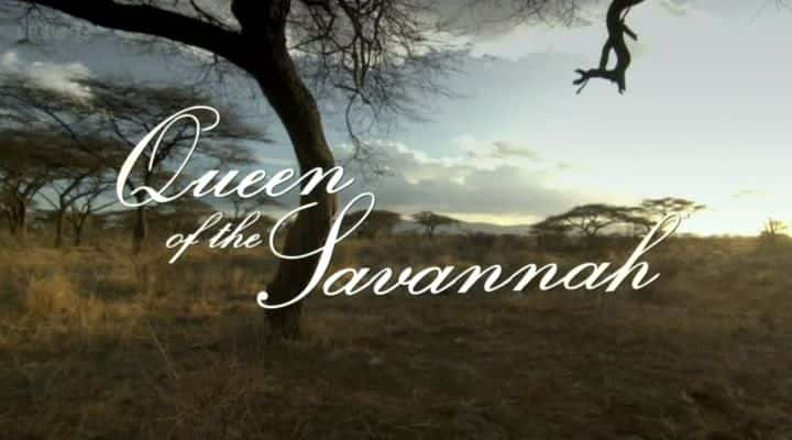 ¼ƬԭŮ/Queen of the Savannah-Ļ