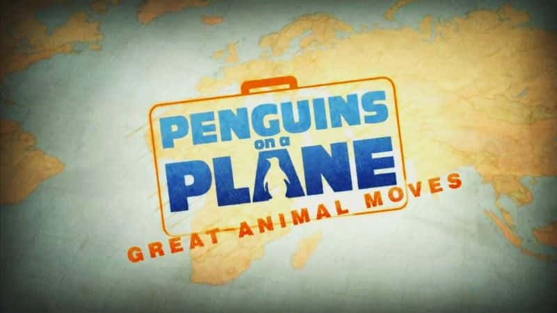 ¼Ƭ˷ɻΰĶǨ/Penguins on a Plane: Great Animal Moves-Ļ