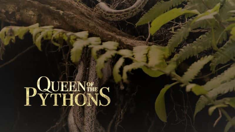 ¼ƬŮ/Queen of the Pythons-Ļ