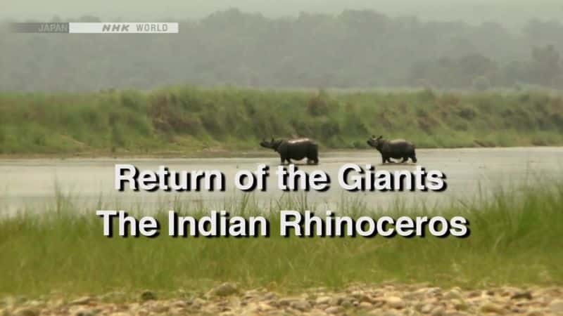 ¼Ƭ˵Ļع飺ӡϬţ/Return of the Giants: The Indian Rhinoceros-Ļ