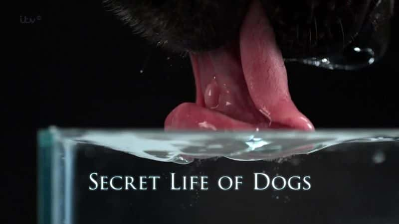 ¼Ƭ/Secret Life of Dogs-Ļ