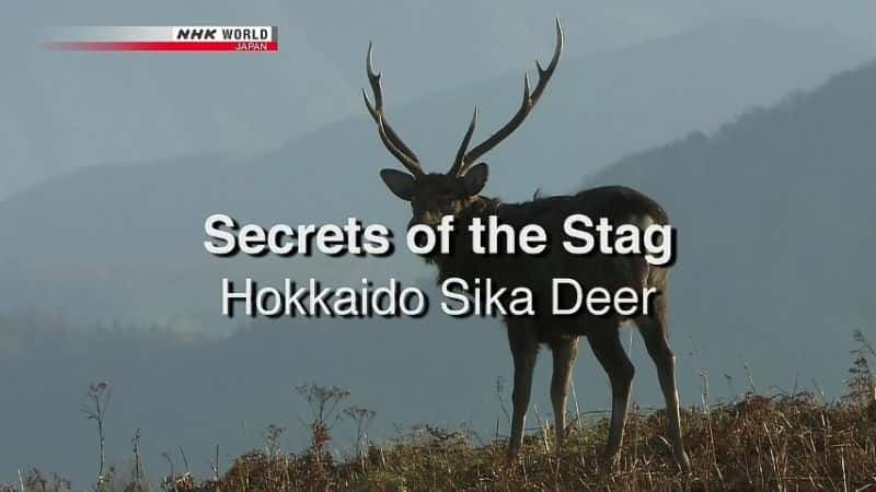 ¼Ƭ¹ܣ¹/Secrets of the Stag: Hokkaido Sika Deer-Ļ