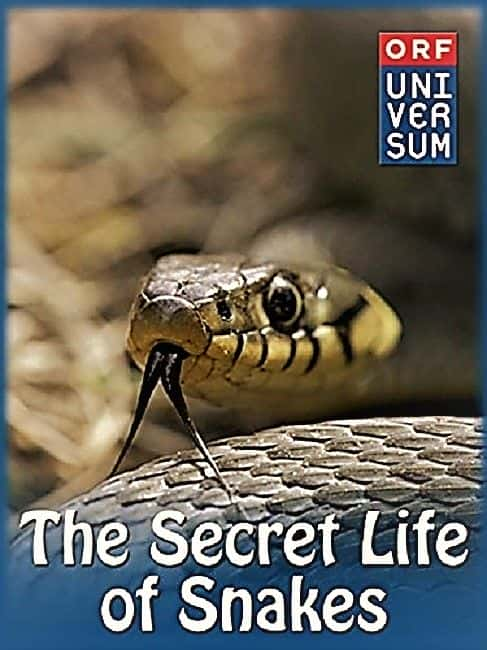 ¼Ƭߵ/The Secret Life of Snakes-Ļ