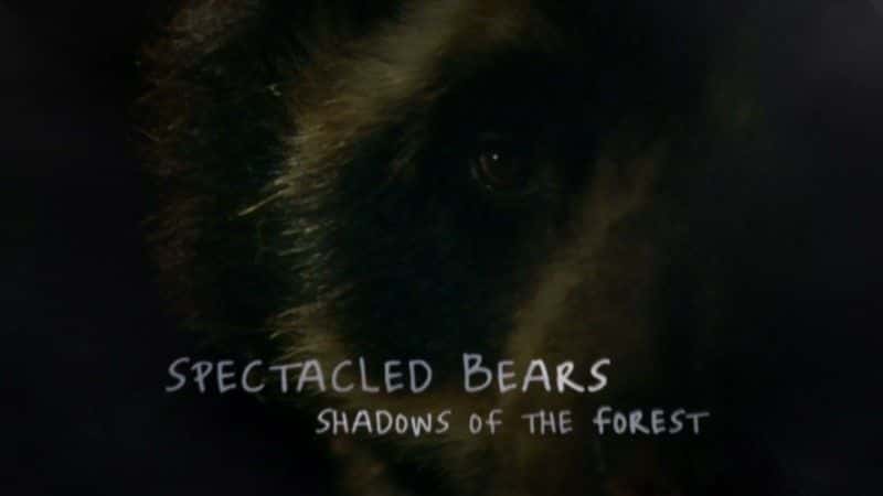 ¼Ƭ۾ܣɭֵӰ/Spectacled Bears: Shadows of the Forest-Ļ