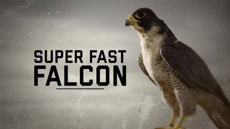 ¼Ƭٵӥ/Super Fast Falcon-Ļ