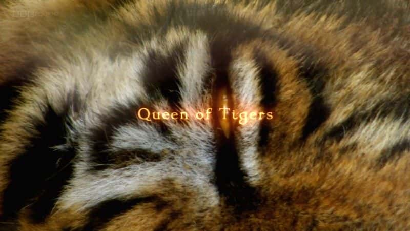 ¼ƬϻŮ/Queen of Tigers-Ļ