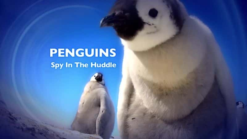 ¼Ƭ-еȺ/Penguins - Spy in the Huddle-Ļ