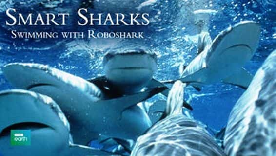 ¼ƬһӾ/Smart Sharks Swimming with Roboshark-Ļ