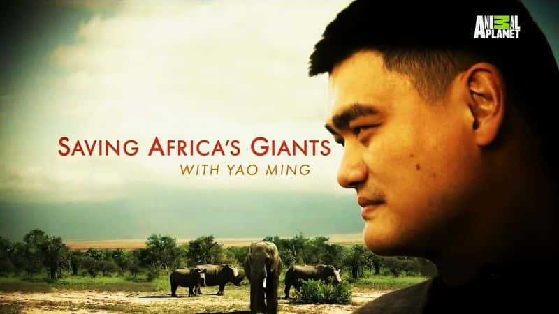 ¼ƬҦһȷ޵ľ/Saving Africa's Giants with Yao Ming-Ļ