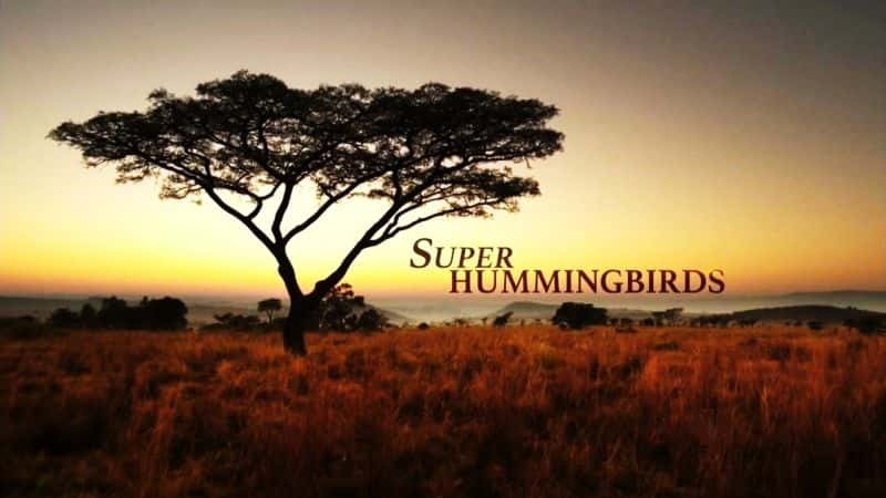 ¼Ƭ/Super Hummingbirds-Ļ