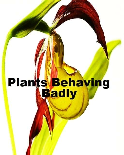 ¼ƬΪʧֲ/Plants Behaving Badly-Ļ