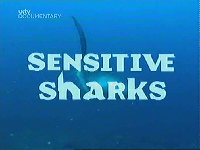 ¼Ƭе/Sensitive Sharks-Ļ