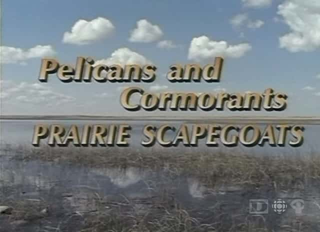 ¼Ƭɺˣԭ/Pelicans and Cormorants: Prairie Scapegoats-Ļ