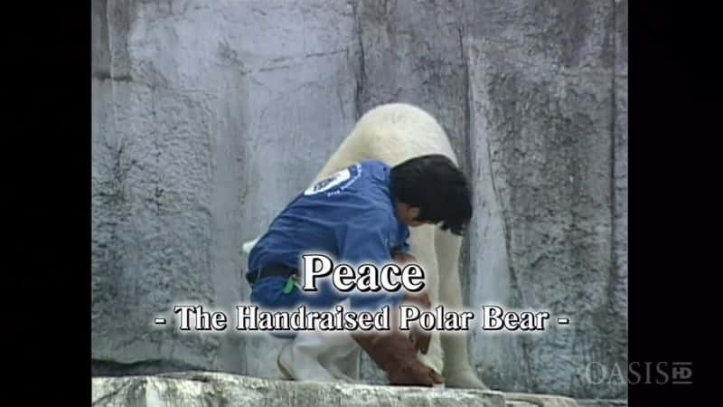 ¼Ƭƽ-ı/Peace - The Handraised Polar Bear-Ļ