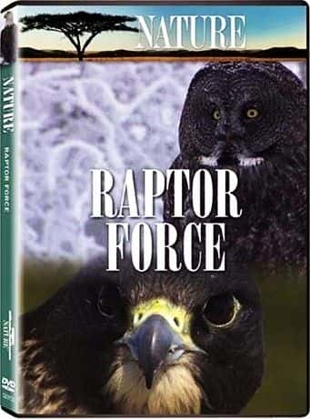 ¼Ƭ/Raptor Force-Ļ