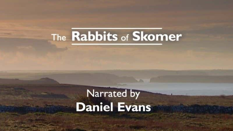 ¼Ƭ˹Ĭ/The Rabbits of Skomer-Ļ