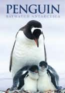 ¼Ƭ徯/Penguin Baywatch-Ļ