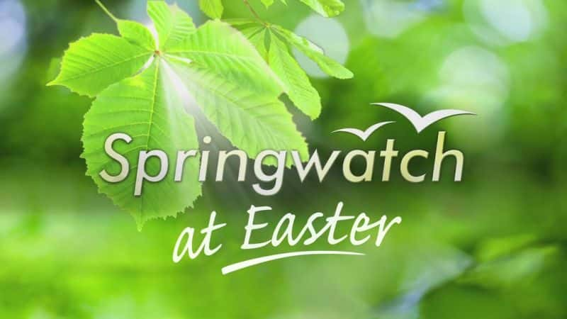 ¼Ƭ۲츴رĿ2015/Springwatch at Easter 2015-Ļ