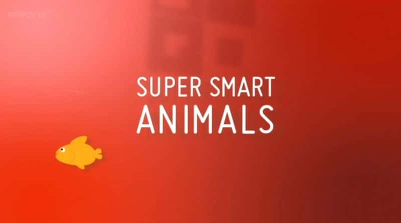 ¼ƬĶ/Super Smart Animals-Ļ