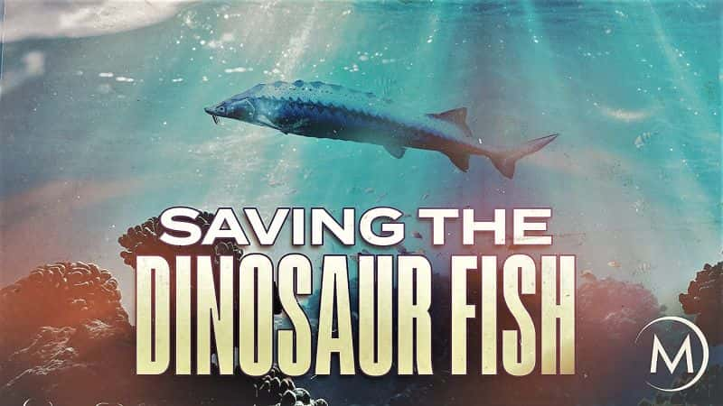 ¼Ƭȿ/Saving the Dinosaur Fish-Ļ