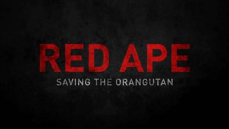 ¼Ƭëɣ/Red Ape: Saving the Orangutan-Ļ