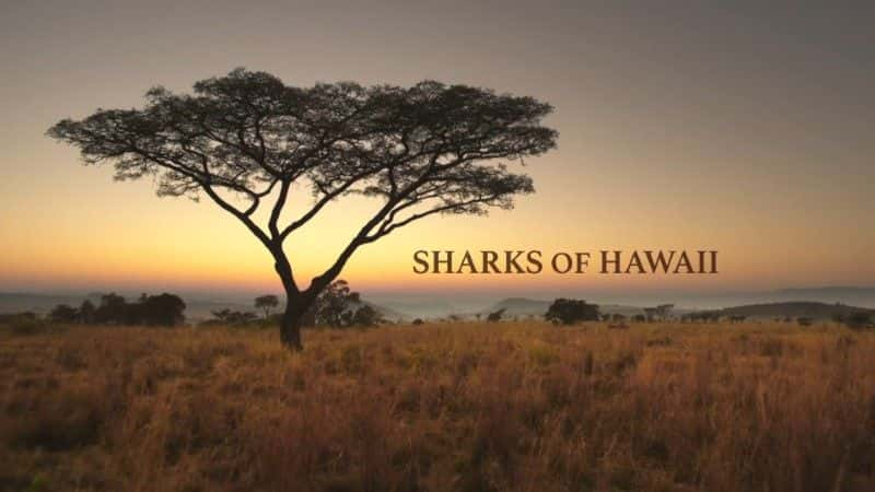 ¼Ƭĵ/Sharks of Hawaii-Ļ