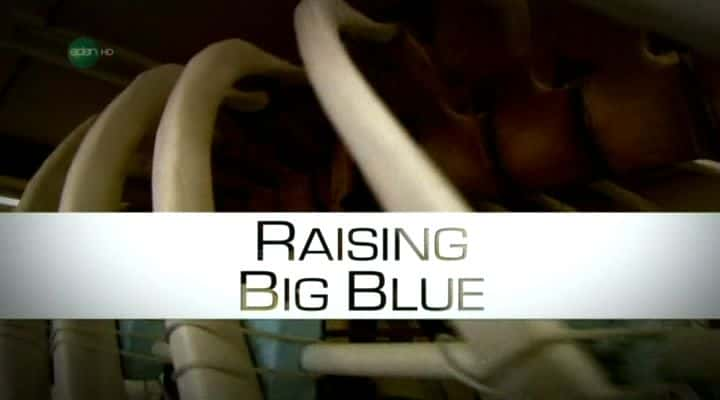 ¼Ƭ/Raising Big Blue-Ļ