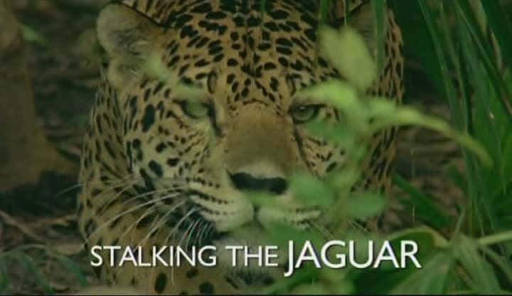 ¼Ƭ׷ޱ/Stalking the Jaguar-Ļ