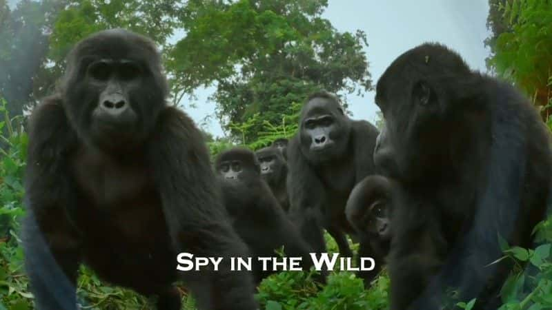 ¼ƬҰеļ2/Spy in the Wild: Series 2-Ļ