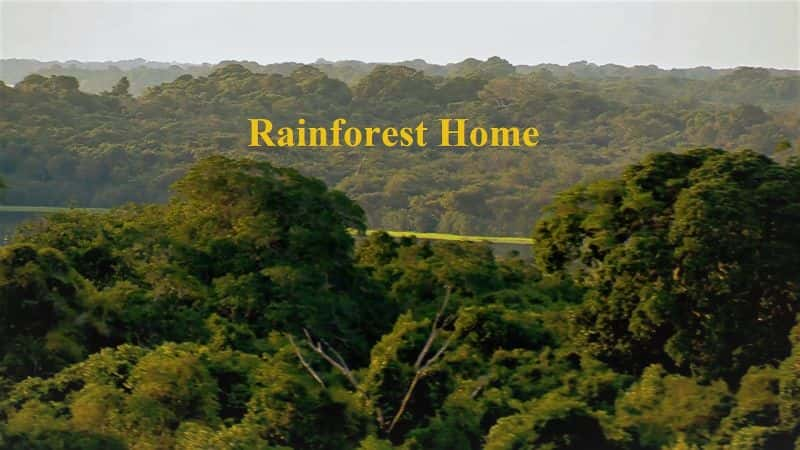 ¼Ƭ֮/Rainforest Home-Ļ