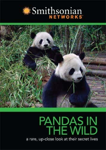 ¼ƬҰè/Panda's in the Wild-Ļ