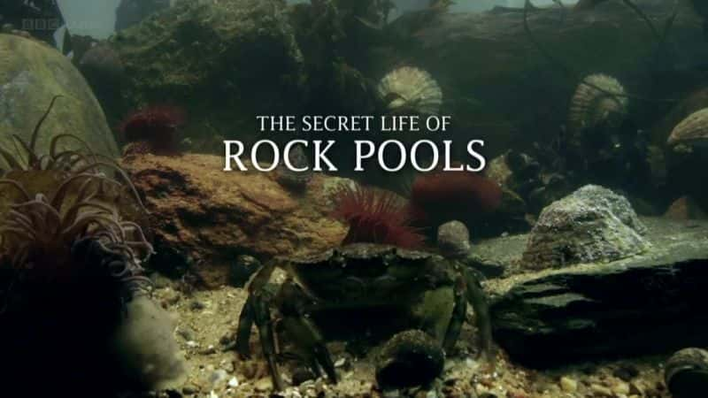 ¼Ƭʯϫ/The Secret Life of Rock Pools-Ļ