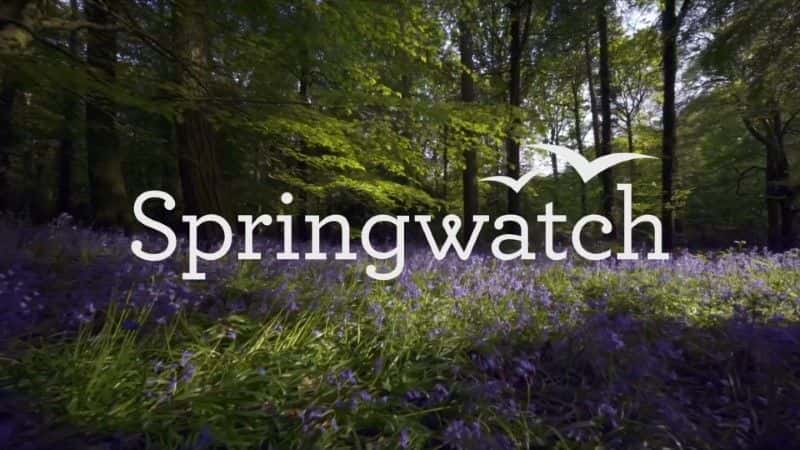 ¼Ƭ۲2020/Springwatch 2020-Ļ