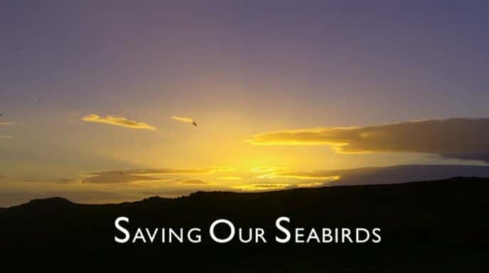 ¼Ƭǵĺ/Saving our Seabirds-Ļ