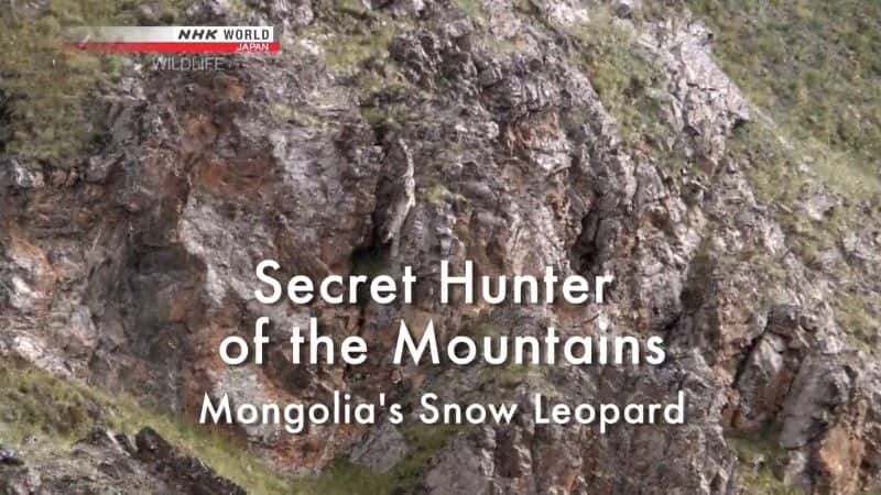 ¼Ƭɽˣɹŵѩ/Secret Hunter of the Mountains: Mongolia's Snow Leopard-Ļ