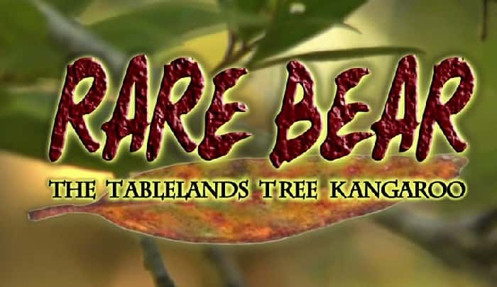 ¼Ƭϡ-ԭ/Rare Bear - The Tablelands Tree Kangaroo-Ļ