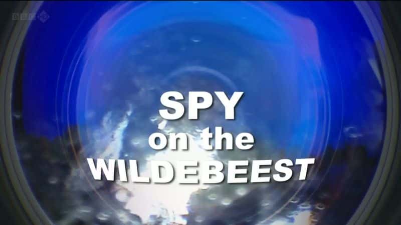 ¼Ƭ۲Ƕȣ/Spy On The Wildebeest-Ļ