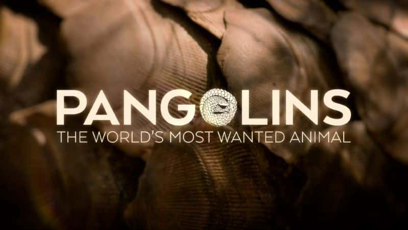 ¼Ƭɽף׷Ķ/Pangolins: The World's Most Wanted Animal-Ļ