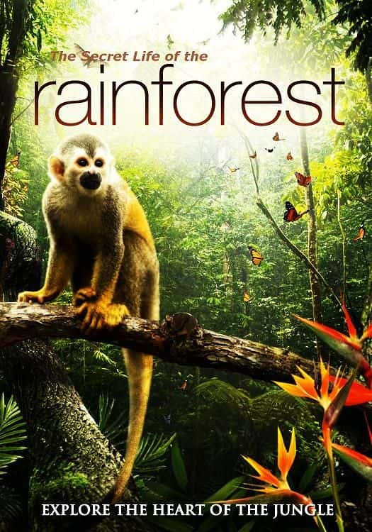 ¼Ƭȴֵ/The Secret Life of the Rainforest-Ļ