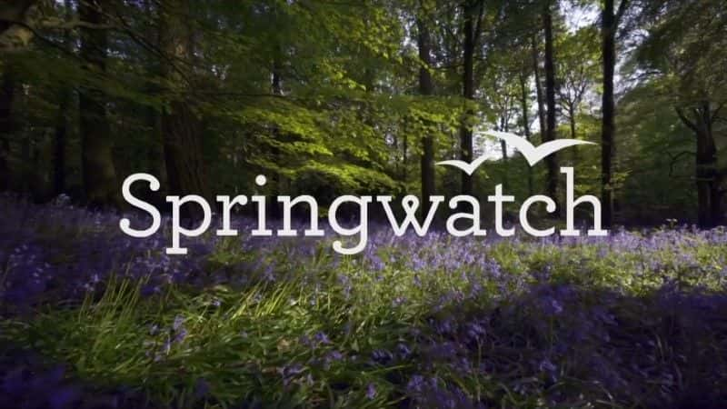 ¼Ƭ۲2021/Springwatch 2021-Ļ