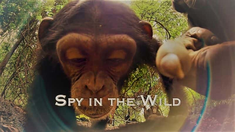 ¼ƬҰеļ1/Spy in the Wild: Series 1-Ļ