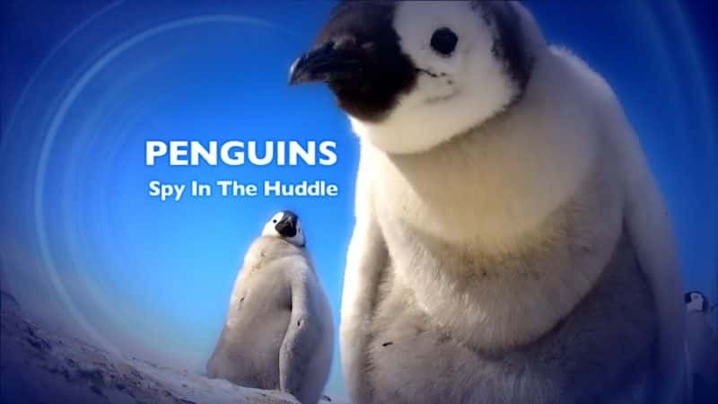 ¼Ƭ죺еȺ/Penguins: Spy in the Huddle-Ļ