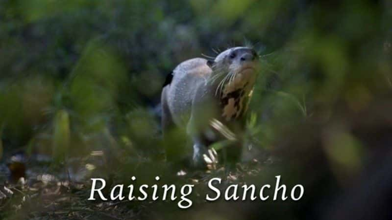 ¼Ƭɣ/Raising Sancho-Ļ