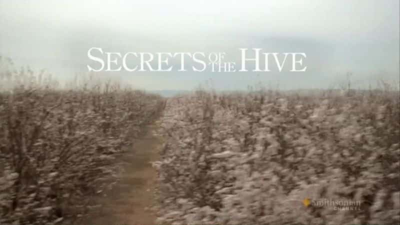 ¼Ƭ۷/Secrets of the Hive-Ļ