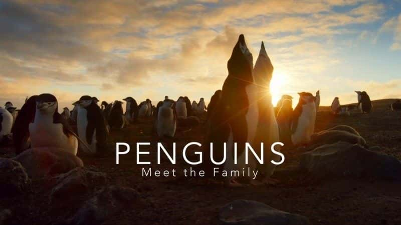 ¼Ƭ죺/Penguins: Meet the Family-Ļ